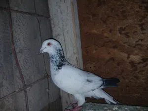جوز كشامره وطيره نوريه وفحل هندي وفحل مزهور احمر
