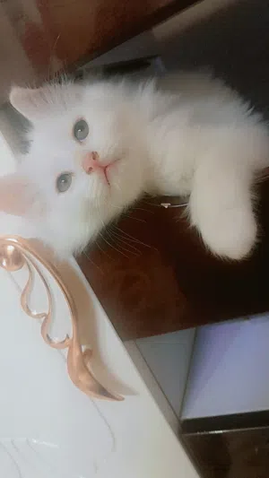 قط للبيع عمر شهرين