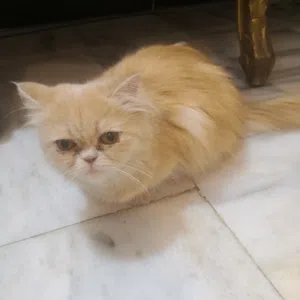 قطة للبيع