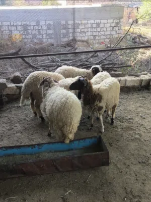 تلات خرفان تلات فطايم