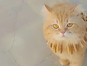 قط ذكر غير معقم