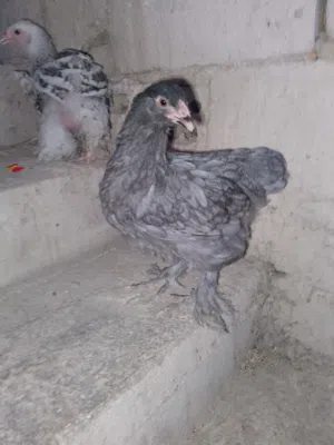 موجود فرختين براهما عمر 3 شهور للبيع موجودات في الكوره