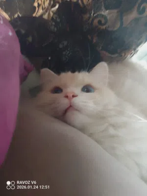 ثلاث قطط مع أم حامل, three cats with pregnant cat