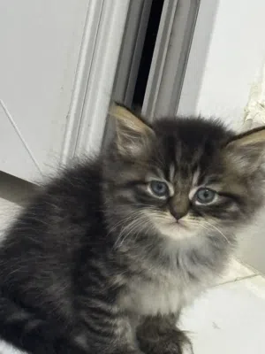 Mixed ragdoll kittens
