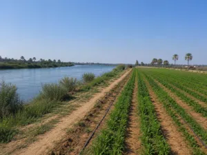 أرض زراعية  في البوعيثه ملك صرف