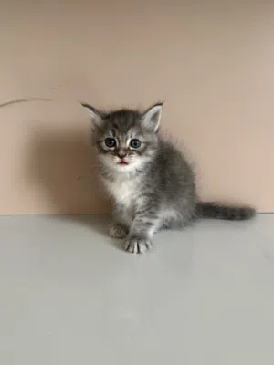 قطط شيرازي للبيع