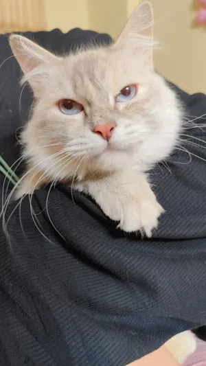 Female cat for adoption Himalayan