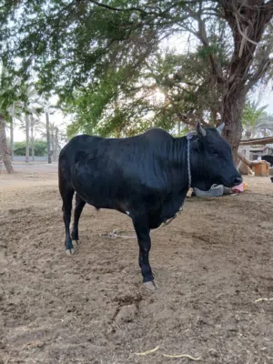 للبيع عيل مطعوم