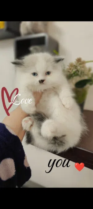 ولد راغدول سلاله بيور