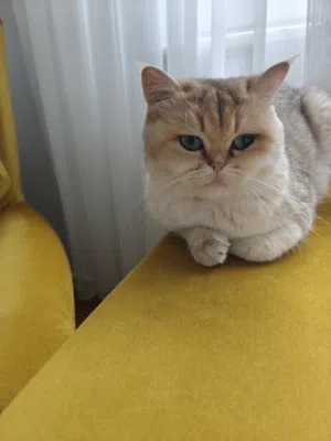قطة بريتيش للبيع عاجل بسبب السفر