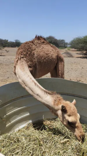 سلام عليكم ورحمة الله جعود للبيع نظيف