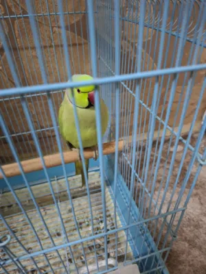 ببغاء درة اليف