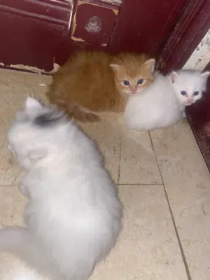 قطط صغيره للبيع شيرازي