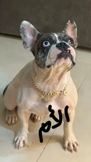 فرنش بولدوج