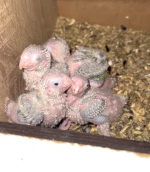 فراخ مولينا لدريساج : أناناس ريد فايس، أناناس سينامون، تركواز