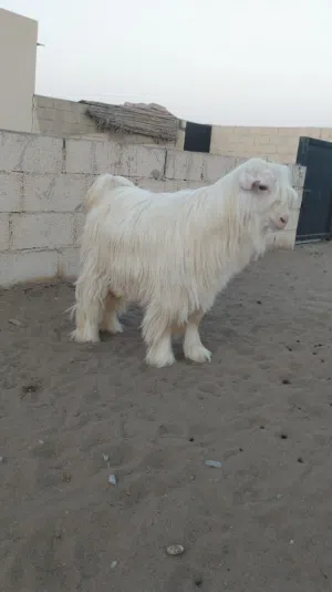 تيس رجبي فاخر