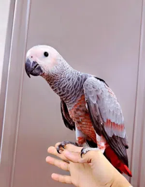 نشتري جميع انواع الببغوات المتكلمه