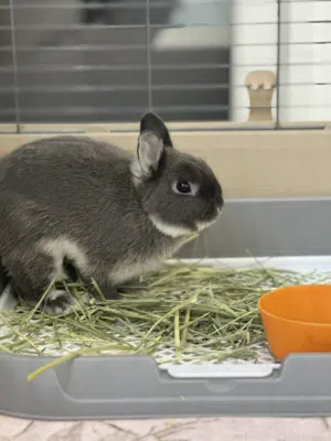 الأرنب القزم