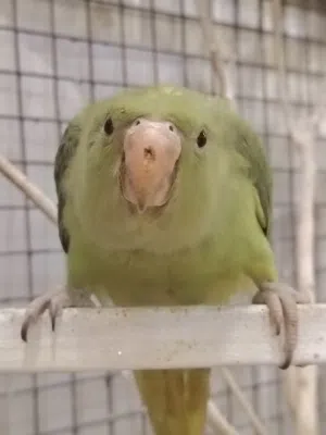 فرخ ببغاء دره فول الافه عمره 5 أشهر