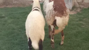 نعجه هجين تبارك الله السن اول جمع