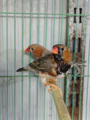ذكور فناجس حجم سوبر جامبو عدد 5