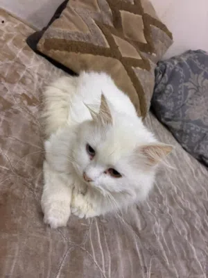 قط للبيع النوع ذكر