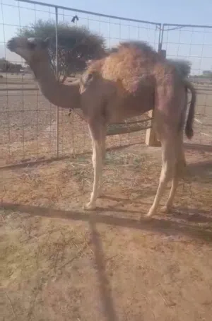 جعود حوار للبيع
