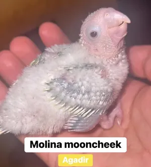 Parrots1