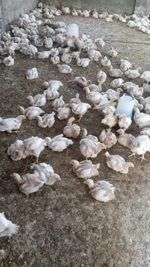 دواجن للبيع لدواعي السفر