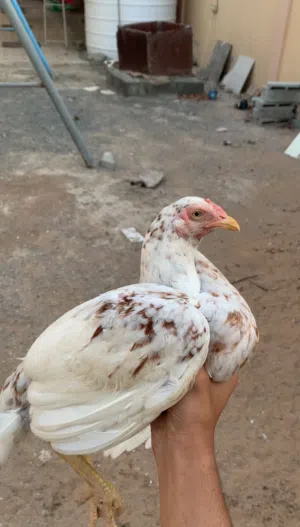 للبيع ديايه ميواليه لونها واضح ف الصوره منتجه بس اللهم عين وحده ما تأثر فيها
