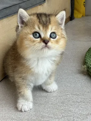 Very beautiful kitten at affordable price