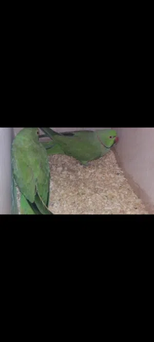 أقره الوصف قابل لمراوس طيور نص الفه