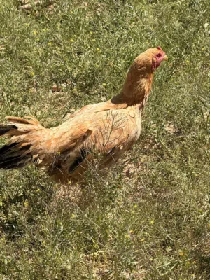 دجاج باكستاني راقد