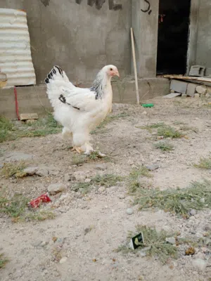 السلام عليكم دجاج برهما للبيع ( اقرأ الوصف)