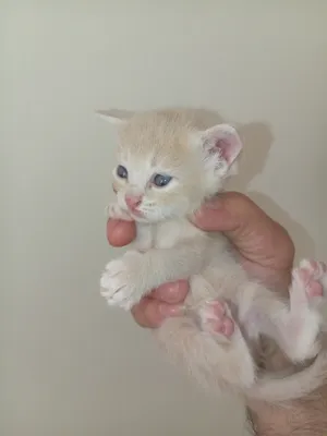 Chinchilla2