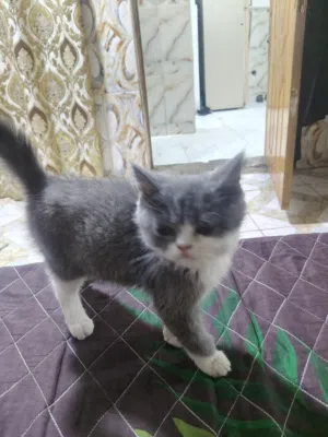للبيع قطط اثنين وامهن