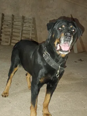 kalb bon drisaj