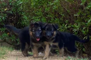 للبيع جراوي جيرمن شيبرد مستوى عالي لونج هير