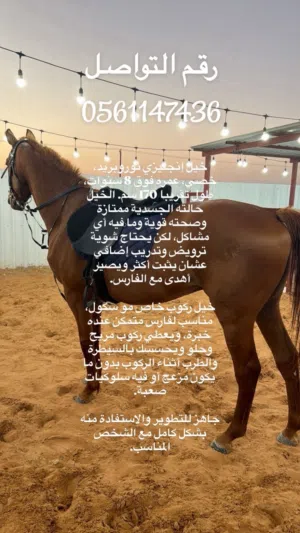 خيل انقليزي ثوروبريد ركوب خاص