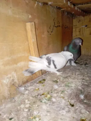 لبيع او مراوس بس النثيه طكتهه صوله بس طابت وحمام بزار شرط