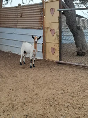 للبيع تيس صلالي Goat Salali