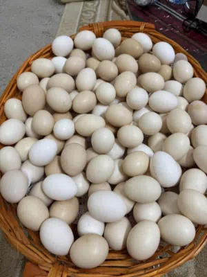 بيض محلي اورجانيك