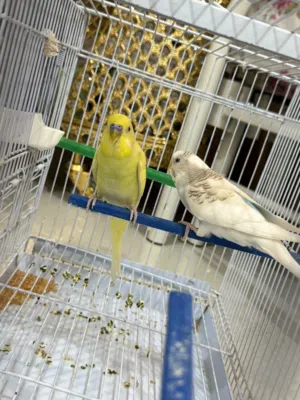 طيور الحب (بادجي)