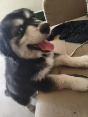 Goberian: female husky and Golden retriever mix, 2.5 months old, vaccinated, very friendly