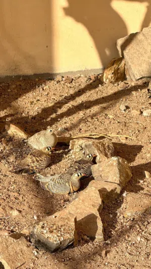 طيور عشوي للبيع2 انثا +2 ذكر