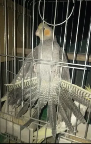 انثى كوكتيل صلاة النبي انثى حجم كبير ونظافه وصحه