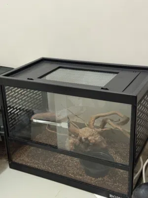 ball python
