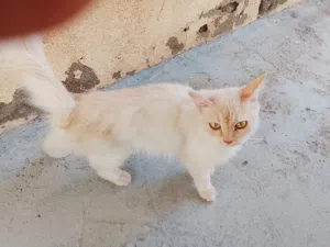 قطط تربية للبيع