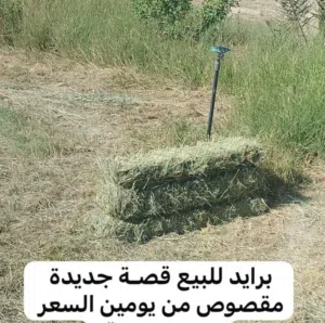 تتوفر لدينا برايد حجم كبير قصة جديدة