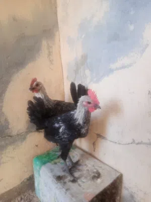 اثنين ديوك فيومي